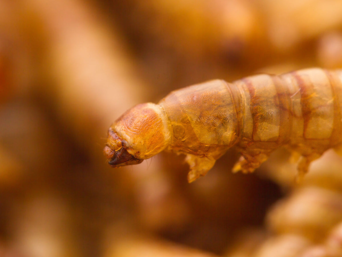 10Kg Dried Mealworms for Poultry Wild Bird Food Fish Food Chubby