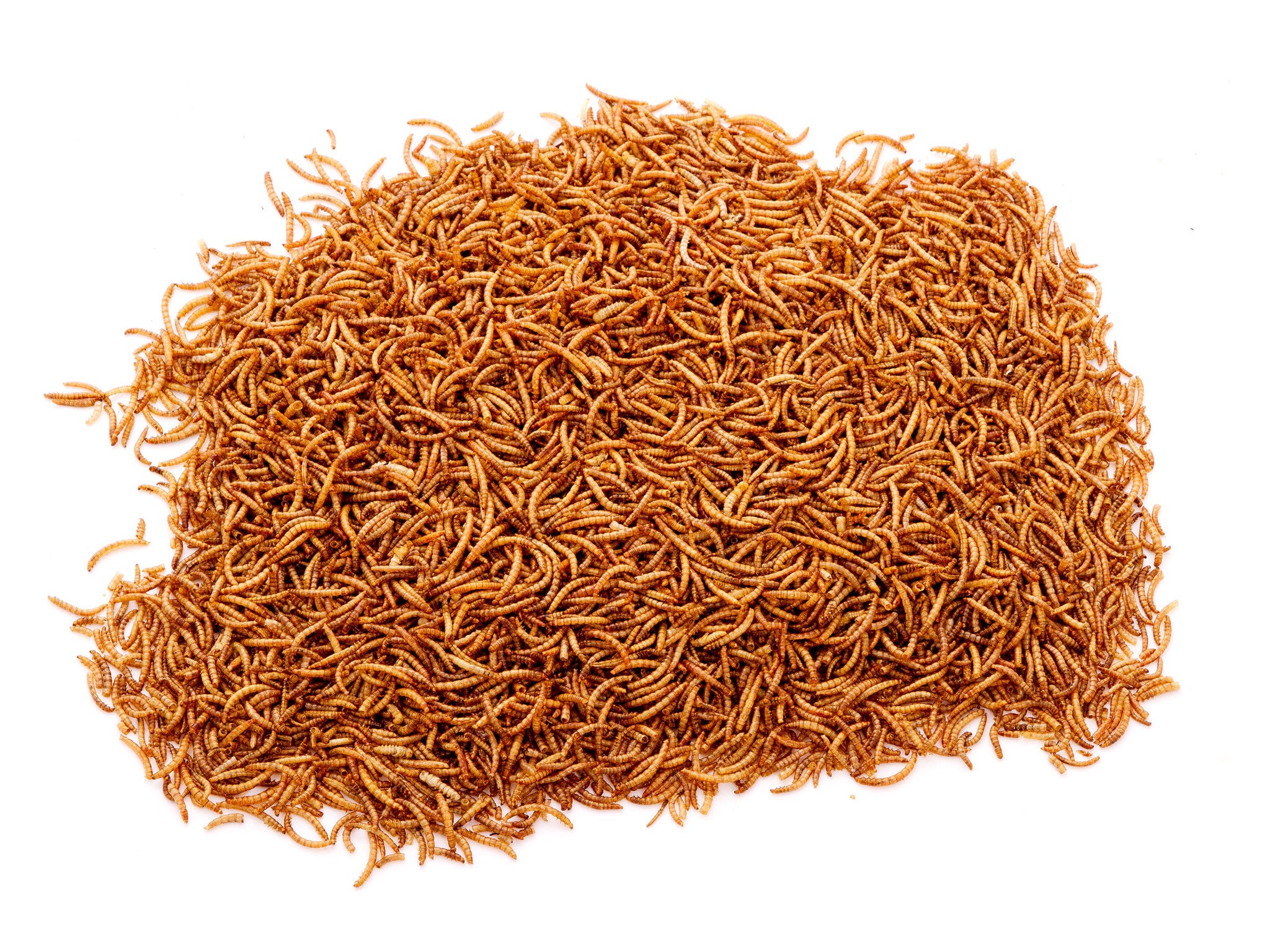 2Kg Chubby Dried Mealworms