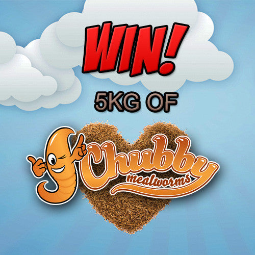 Win a 5kg of Chubby Mealworms