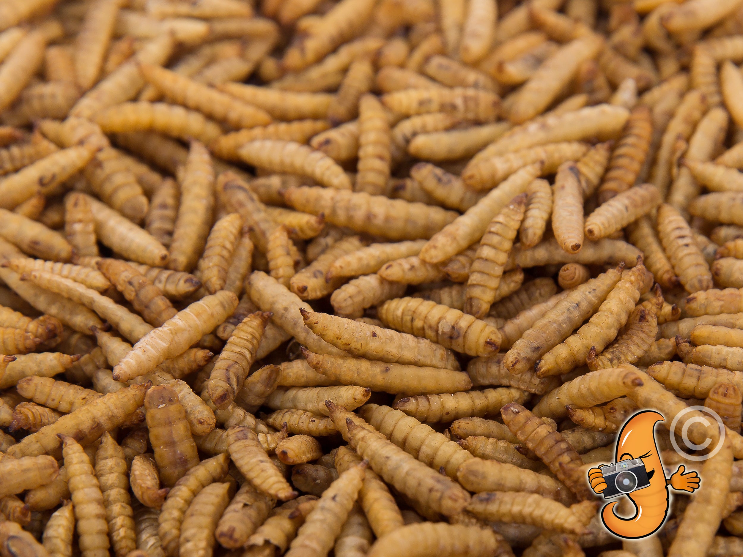 1Kg Chubby Dried Black Solider Fly Larvae