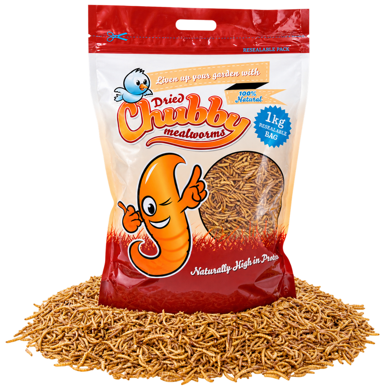 Dried Mealworms