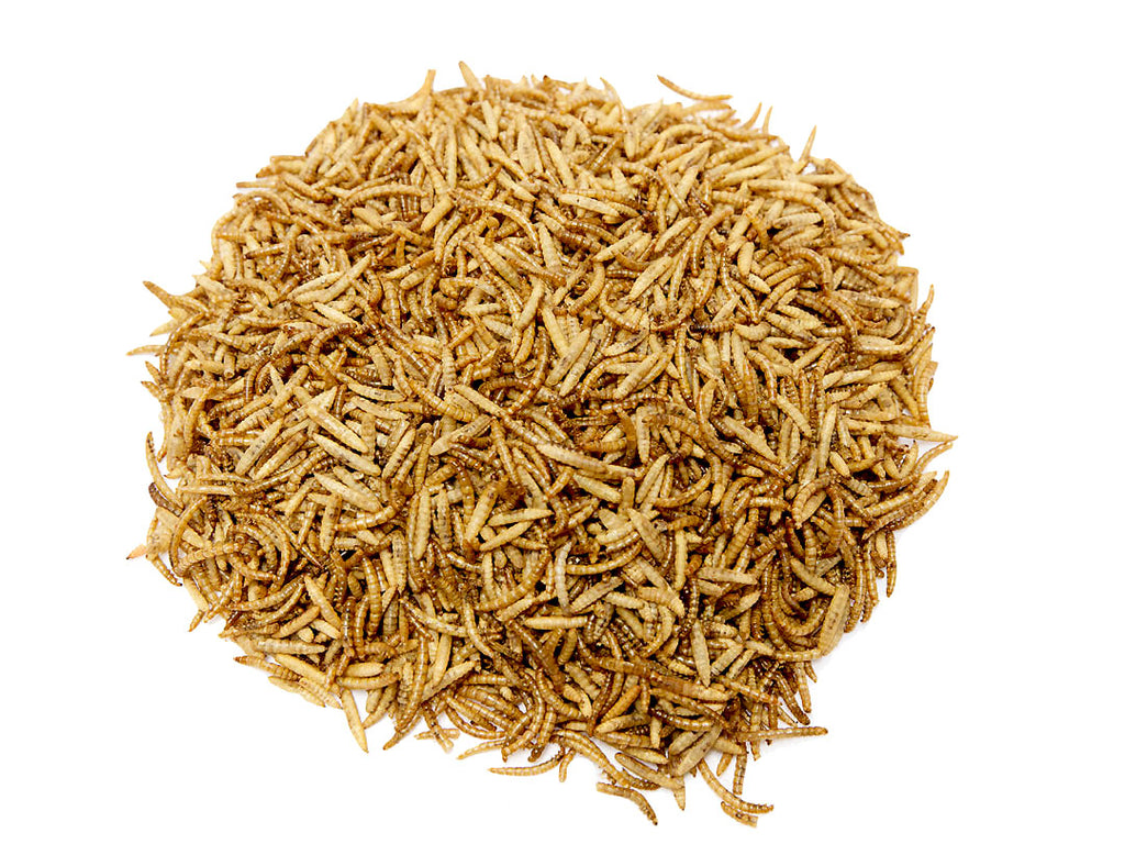 2Kg Chubby Dried Mealworm & Black Soldier Fly Mix