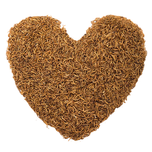 100g Chubby Dried Mealworms