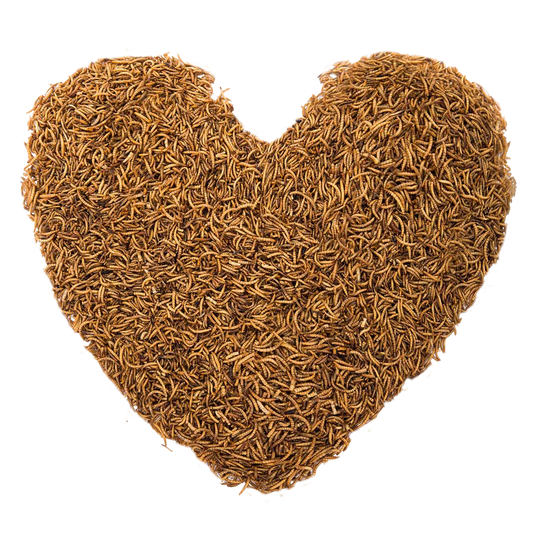 100g Chubby Dried Mealworms