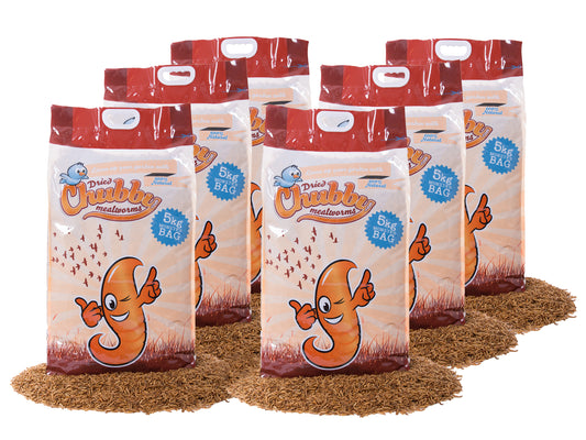 30Kg Chubby Dried Mealworms