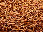 5Kg Chubby Dried Mealworms