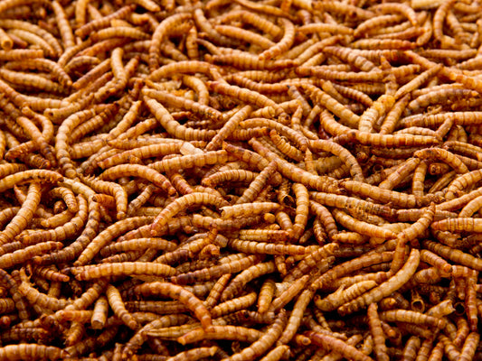 4Kg Chubby Dried Mealworms