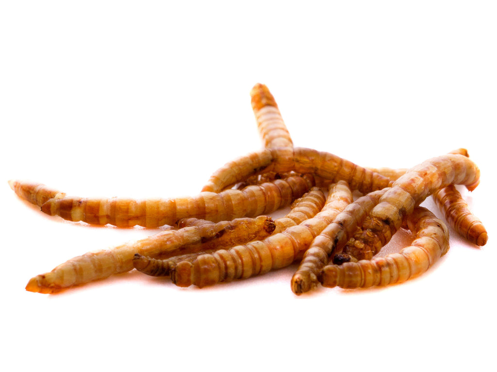 1.5Kg Chubby Dried Mealworms