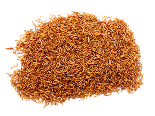 Chubby dried mealworms close-up showing golden-brown colour, segmented texture and uniform medium size