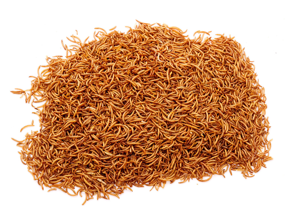 20Kg Chubby Dried Mealworms