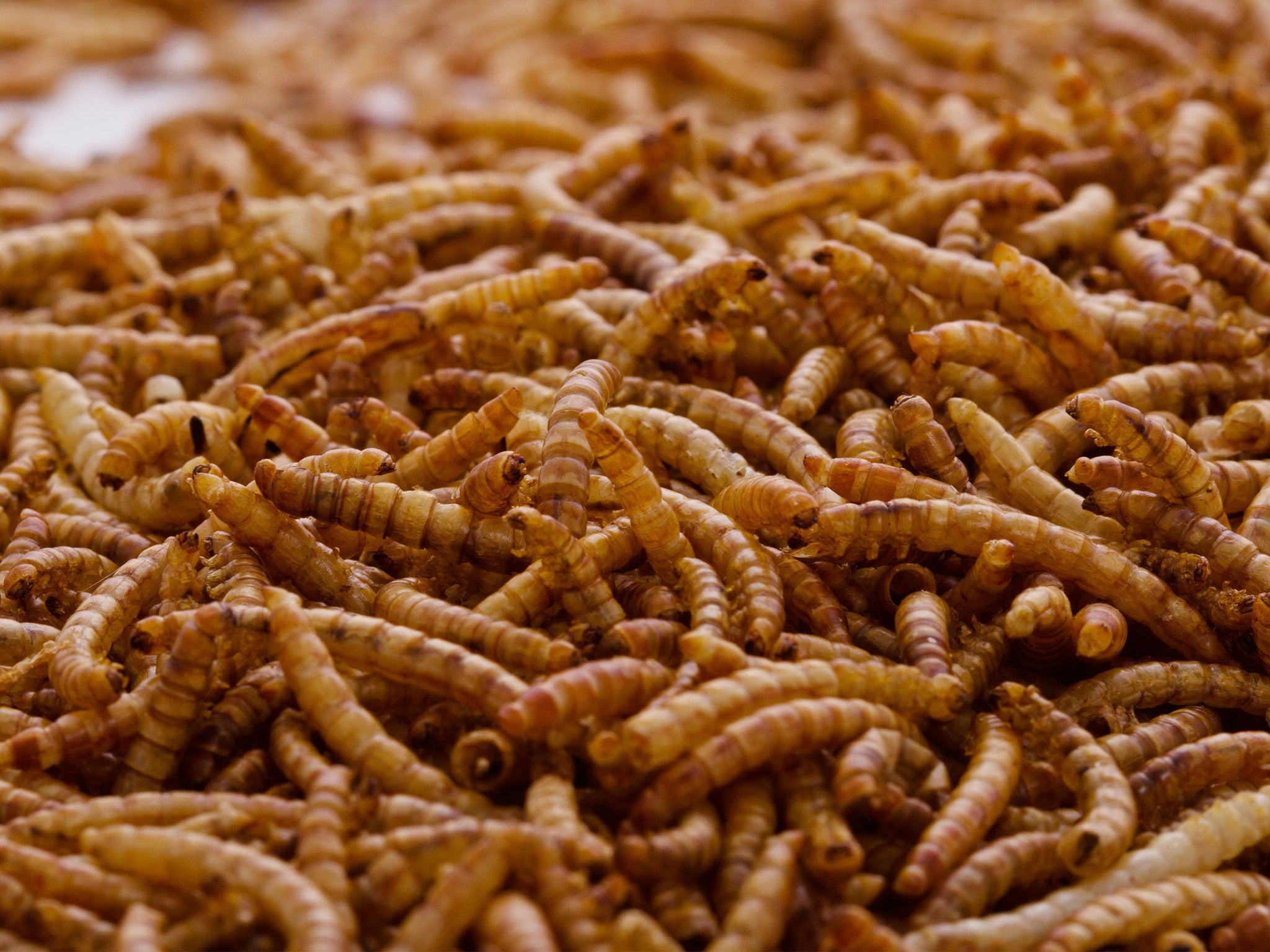 500g Chubby Dried Mealworms