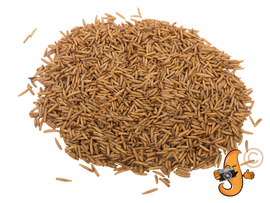 3Kg Chubby Dried Black Solider Fly Larvae