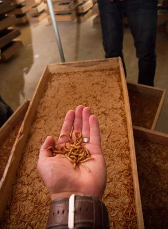 A handful of dried mealworms above a warehouse tray