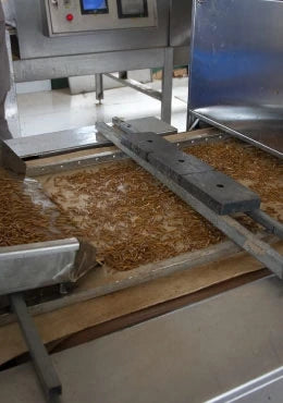 Dried mealworms moving along the production line